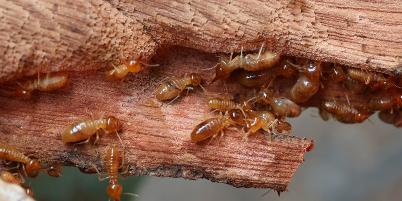 The Benefits of Proper Termite Control