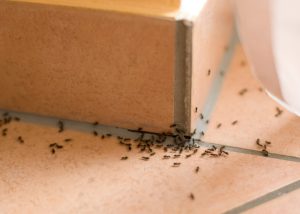 The Importance of a Professional Pest Inspection