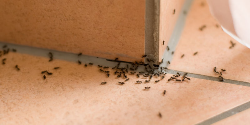 The Importance of a Professional Pest Inspection