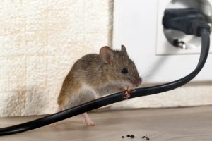 5 Things to Know About Rodent Control