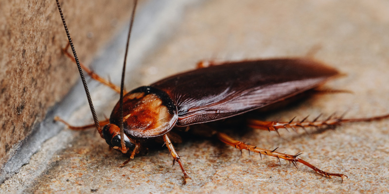 Cockroach Control: Preventative Measures You Can Take