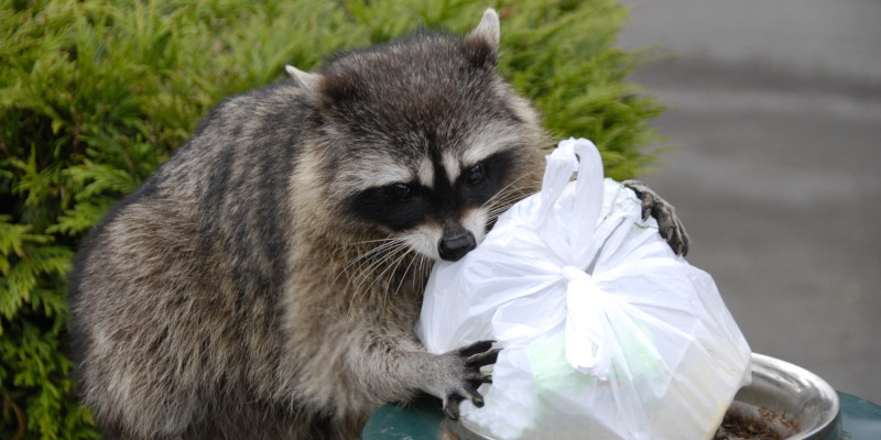 What to Expect from Our Raccoon Control Services